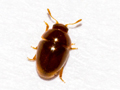 Stilbus testaceus